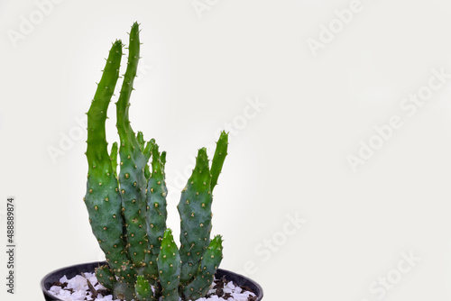 Cactus on white background. Selectove focus. photo