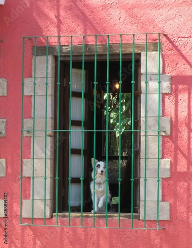 border collie dog in window