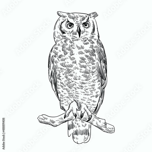 Vintage hand drawn sketch owl