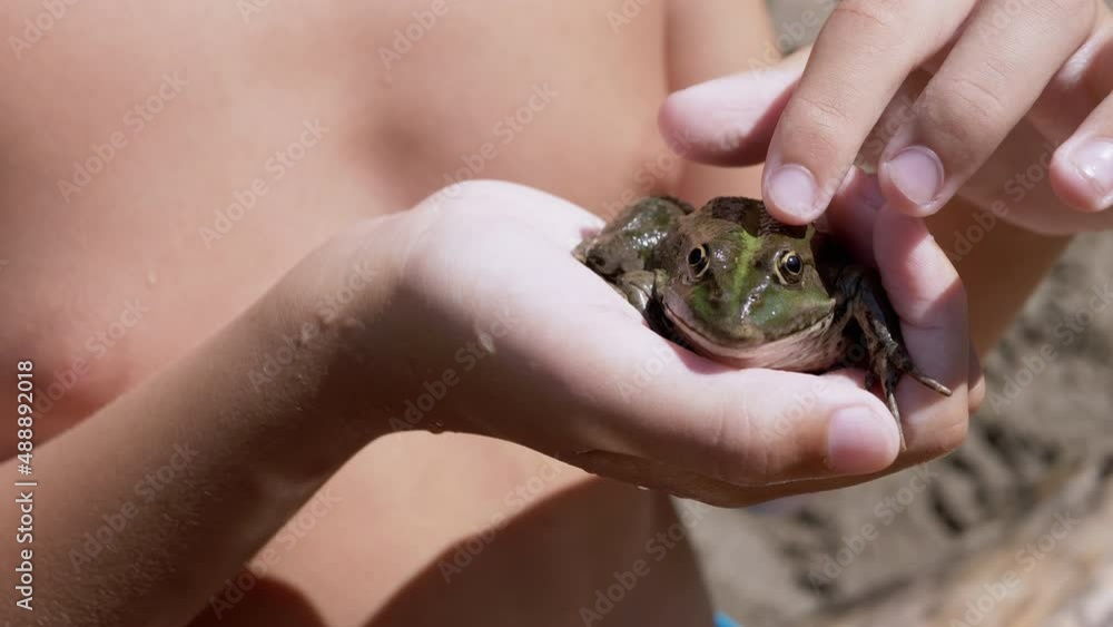 Child Fingers Stroke a Green Frog in Hand, in Beam Sunlight on Beach. Caught River common frog sits in the palm with bulging eyes, breathes often. Boy playing with a slippery reptile. Summertime. 4K. Child Fingers Stroke a Green Frog in Hand, in Beam Sunlight on Beach. Caught River common frog sits in the palm with bulging eyes, breathes often. Boy playing with a slippery reptile. Summertime. 4K.