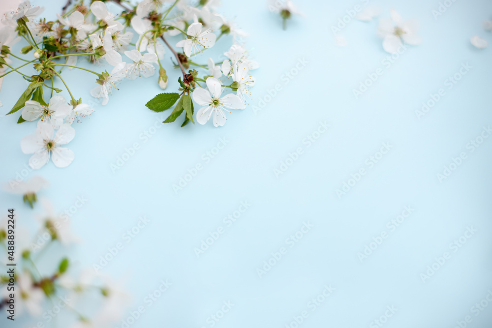 Spring white cherry blossom branches on blue. Floral pattern. Space for text. Banner or template. View from above, flat lay. Spring white cherry blossom branches on blue. Floral pattern. Space for text. Banner or template. View from above, flat lay.