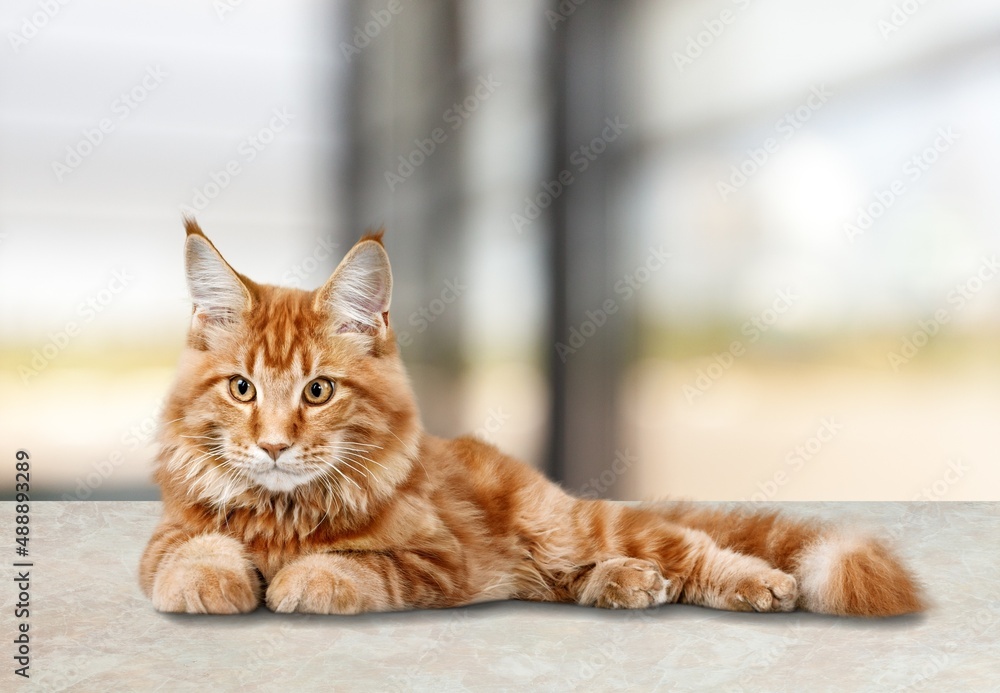 Fototapeta premium Cute domestic young kittens on a desk