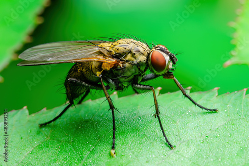 Exotic Drosophila Fly Diptera Parasite Insect Macro © nechaevkon