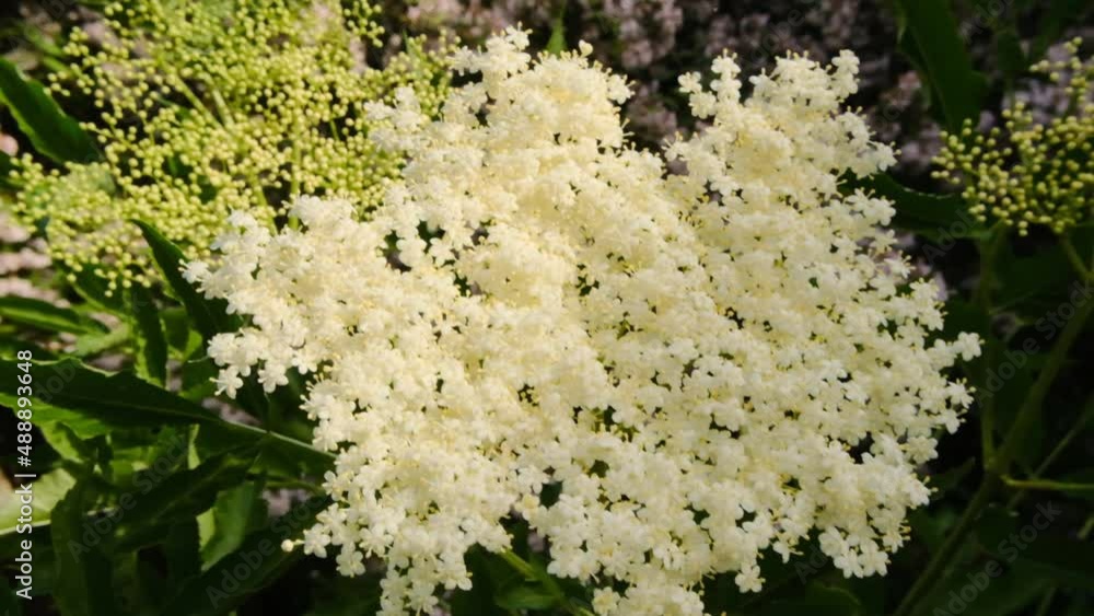 White elderberry flowers. Blossoming Sambucus bush.healing plant flowers and herbs.Green pharmacy and homeopathy.Blossoming elderberry. High quality 4k footage White elderberry flowers. Blossoming Sambucus bush.healing plant flowers and herbs.Green pharmacy and homeopathy.Blossoming elderberry. High quality 4k footage