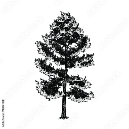 pine tree hand drawing vector illustration isolated on white background