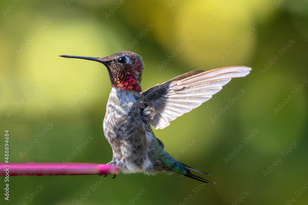 Fototapeta premium Small hummingbird with outstretched wings in Oxnard California United States