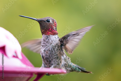Small ruby throated hummingbird in Port Hueneme California United States