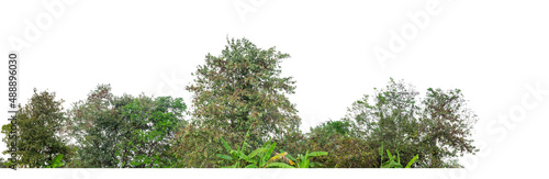 Green Trees isolated on white background.are Forest and foliage in summer for both printing and web pageswith cut path and alpha channel photo