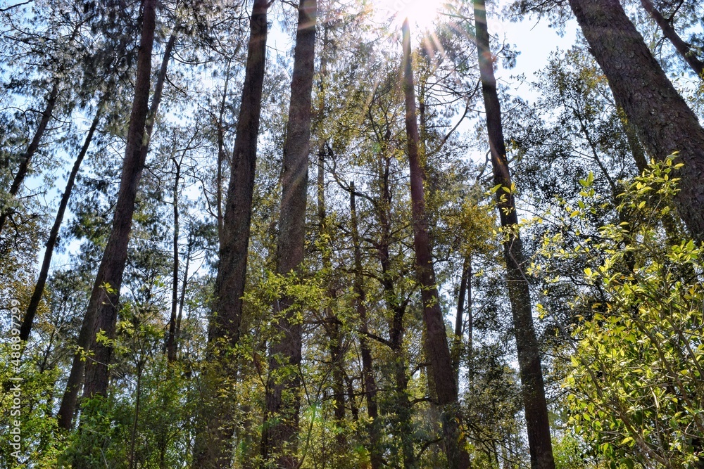Bosque Bosque