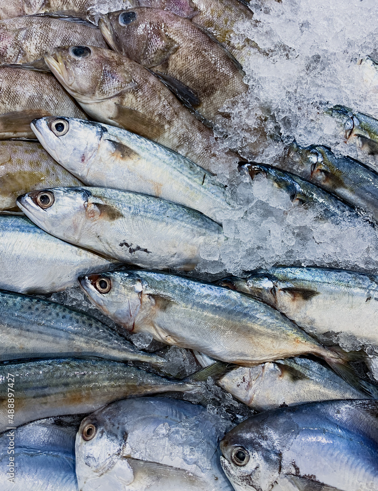 Obraz premium fresh skipjack tuna on a pile of ice cubes