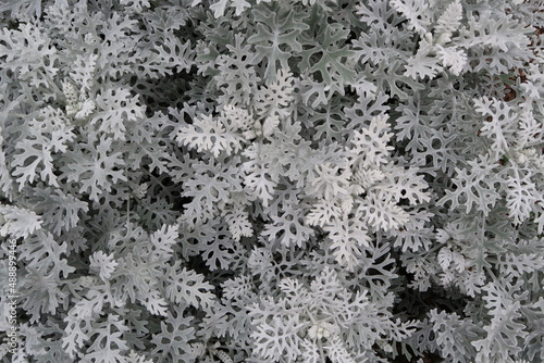 Silver Ragwort Plant (Jacobaea maritima) with its Unique Leaves. photo