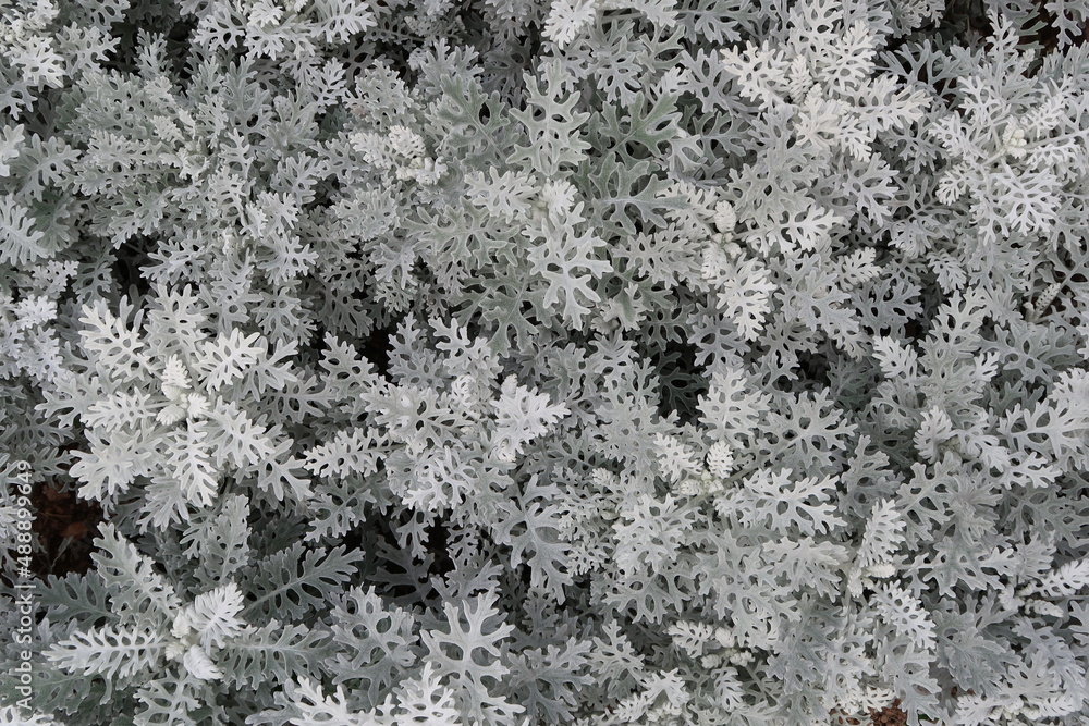 Silver Ragwort Plant (Jacobaea maritima) with its Unique Leaves. Silver Ragwort Plant (Jacobaea maritima) with its Unique Leaves.