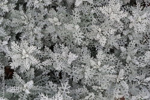Silver Ragwort Plant  Jacobaea maritima  with its Unique Leaves.
