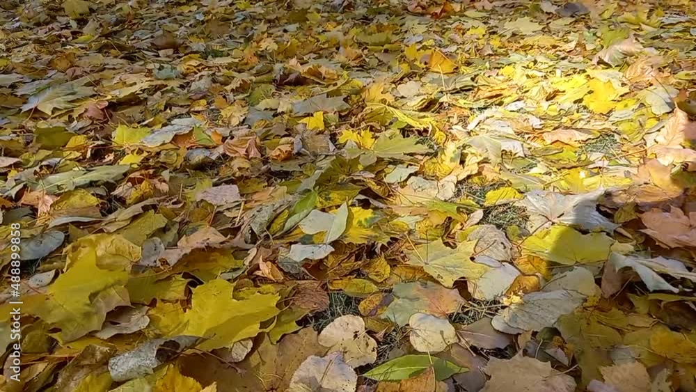 Autumn leaf fall, Nature in autumn. High quality FullHD footage Autumn leaf fall, Nature in autumn. High quality FullHD footage