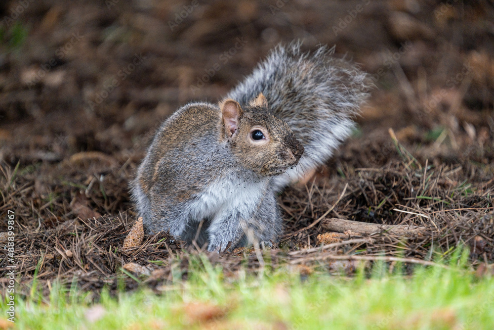 close up of a cute grey squirrel resting on dry pine needles filled ground with a pitch of soil on its nose close up of a cute grey squirrel resting on dry pine needles filled ground with a pitch of soil on its nose