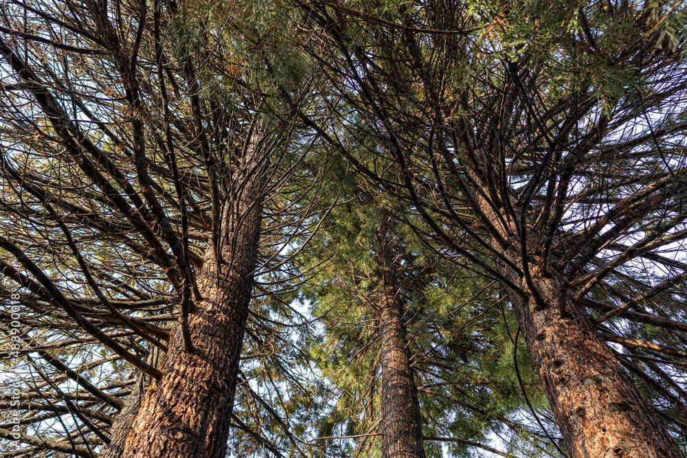 Fototapeta premium redwood trees with dense branches surround in circles in the park