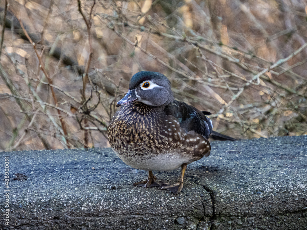 close up of a beautiful female wood-duck resting on a concrete block in the park close up of a beautiful female wood-duck resting on a concrete block in the park