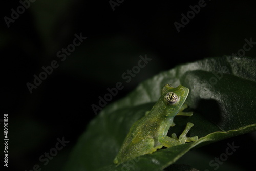 frog on leaf number 2