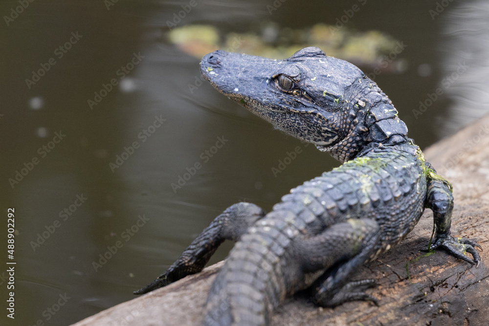 Baby Alligator on Log Head Turned Baby Alligator on Log Head Turned