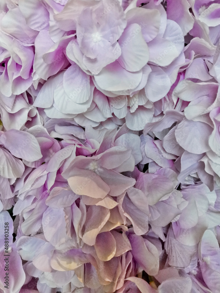 close up of lilac flower close up of lilac flower