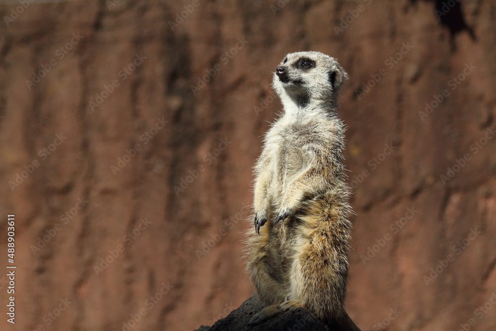 Fototapeta premium Meerkat standing looking for something. 