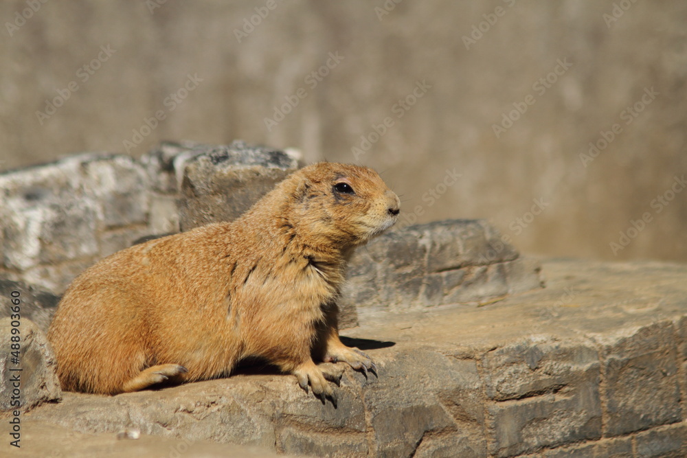 Cute prairie dog on a sunny day. Cute prairie dog on a sunny day.