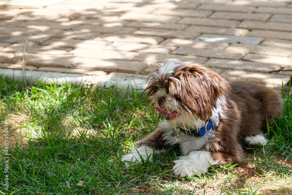 Shih tzu drinking hot sale water