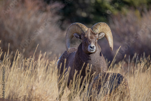 Big Horn ram takes a break from eating grass in the Rocky Mountains of Colorado