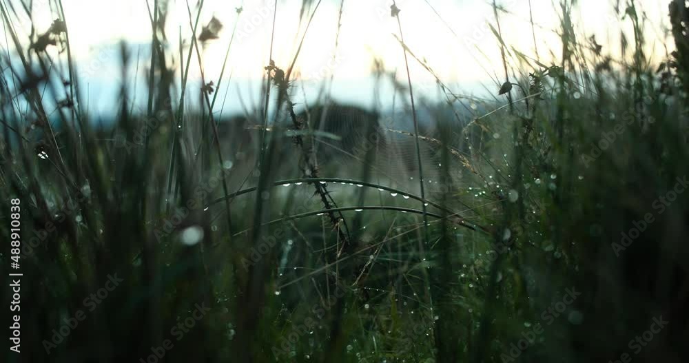 Morning dew at the side of the road in the Yorkshire dales. Morning traffic heading to work in spring. Morning dew at the side of the road in the Yorkshire dales. Morning traffic heading to work in spring.