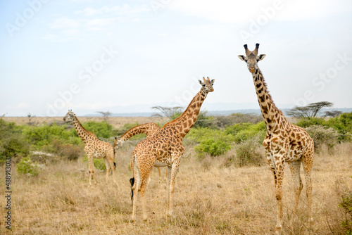 Nairobi, Kenya - 3 March 2018: Giraffes stand next to each other inside the Nairobi National Park