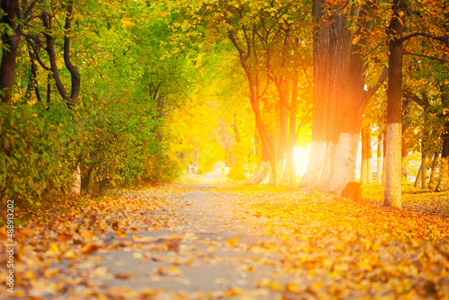 Colorful foliage in the autumn park © merydolla