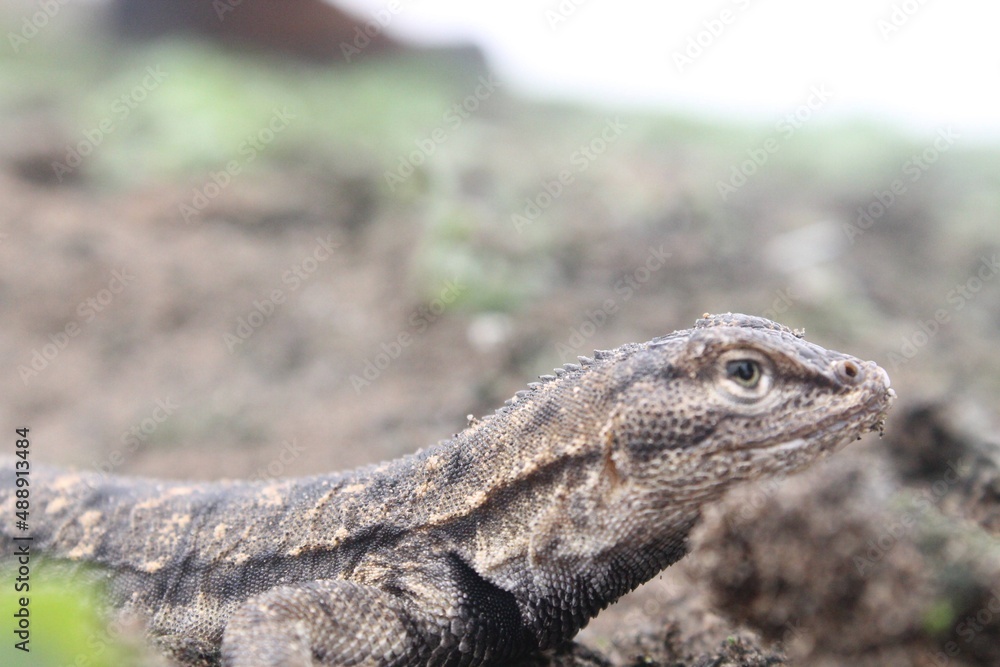 Fototapeta premium bearded dragon lizard