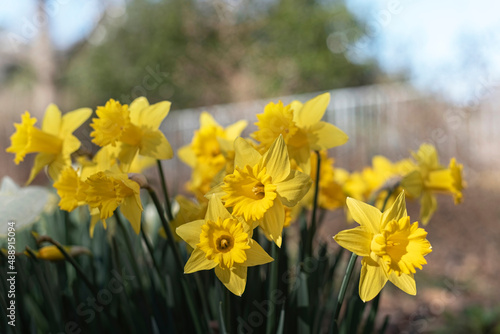 Fototapeta Naklejka Na Ścianę i Meble -  Closeup of yellow daffodils in a garden