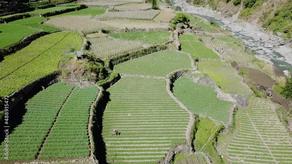 farmers tilling their green garden paddy fields labouring wearing straw