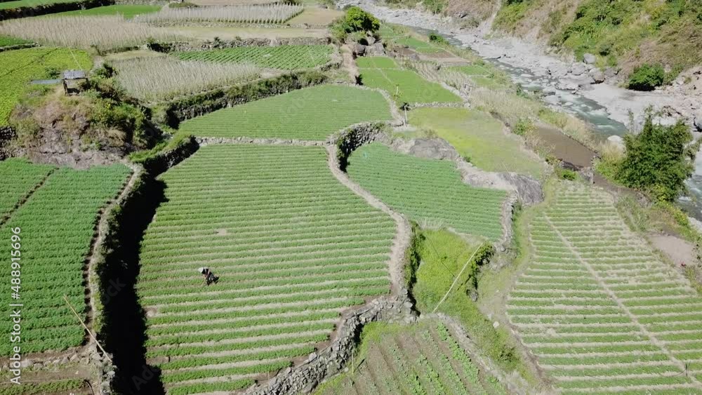 farmers tilling their green garden paddy field by hand wearing straw