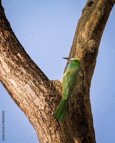 Blue bearded bee eater or Nyctyornis athertoni bird perched in dhikala zone forest of jim corbett national park uttarakhand india photo