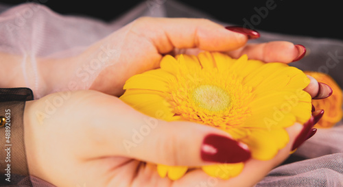 From above of crop anonymous women with trendy red manicure holds in his hands bright yellow Gerbera flower in dark room