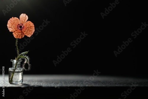 Slika na platnu Glass bottle with one red poppy stands on a black stone surface.