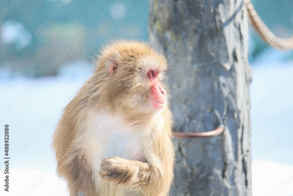 Naklejka premium 猿の横顔