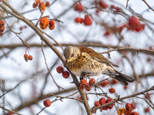 Fieldfare sitting on the bush and feeding on wild red apples in winter or early spring time.