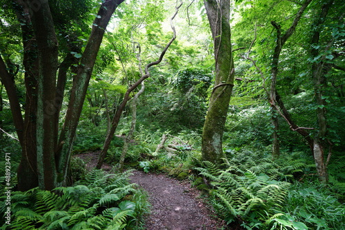 thick wild forest and path in summer