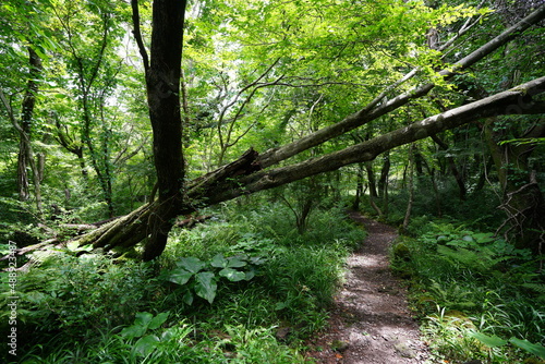 refreshing summer forest in the sunlight