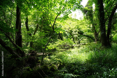 Fototapeta Naklejka Na Ścianę i Meble -  refreshing summer forest in the sunlight