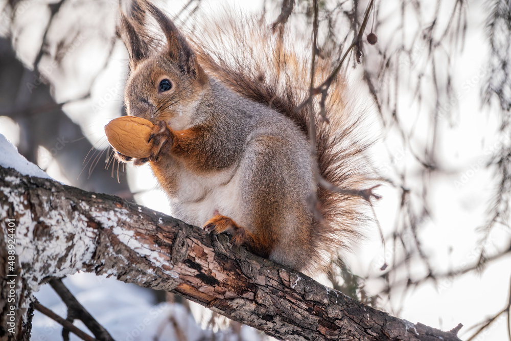 The squirrel with nut sits on tree in the winter or late autumn The squirrel with nut sits on tree in the winter or late autumn