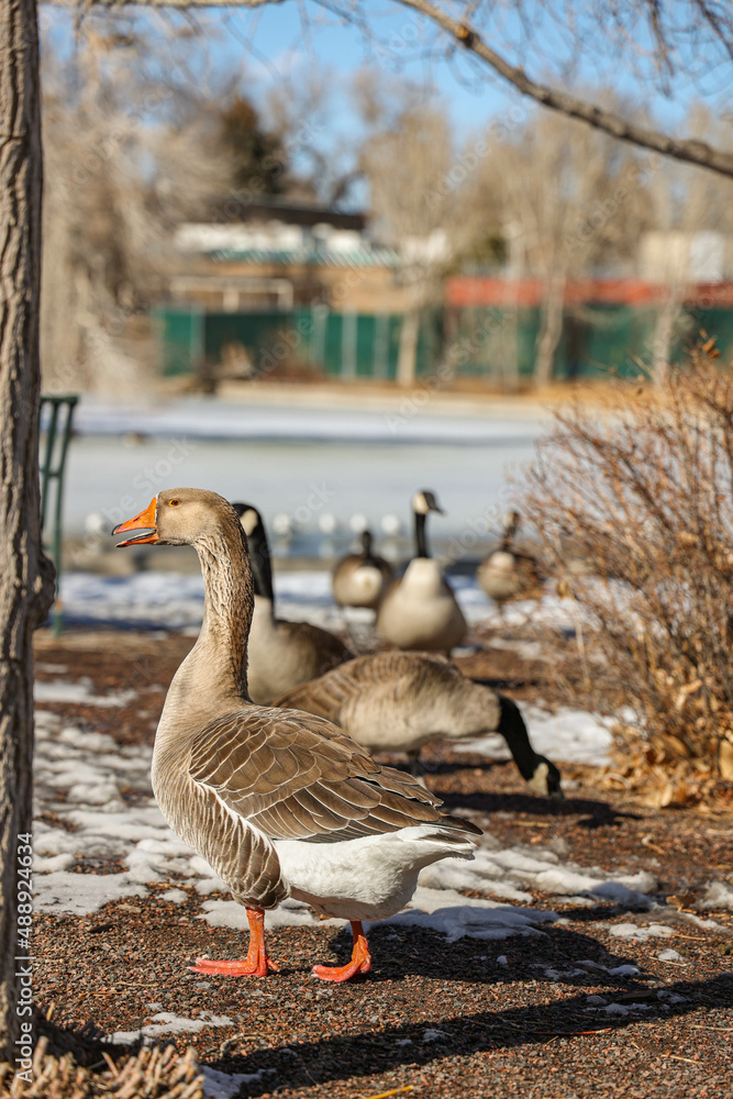geese walking near a lake geese walking near a lake