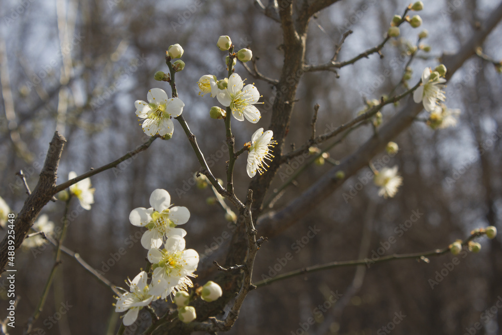 Fototapeta premium Apricot flower on nature background