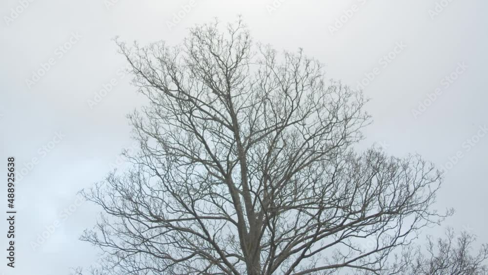 Top of tree moving in heavy wind Top of tree moving in heavy wind