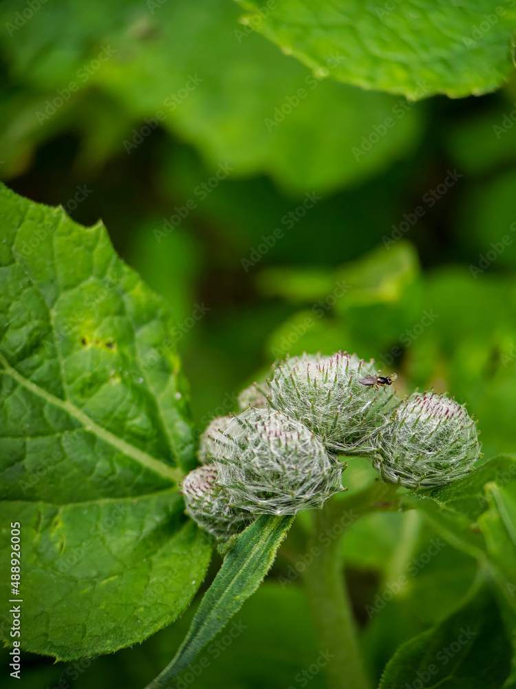 Inflorescences of the Arctium tomentosum close up Inflorescences of the Arctium tomentosum close up