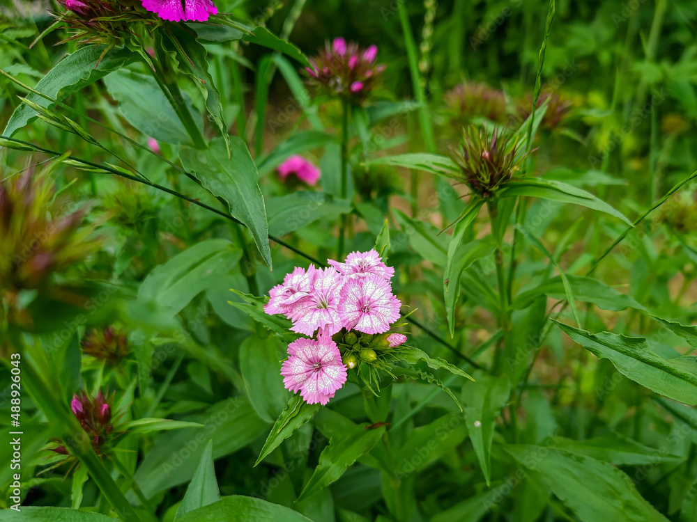 Close up photo of blooming Sweet William flowers (Dianthus barbatus) Close up photo of blooming Sweet William flowers (Dianthus barbatus)