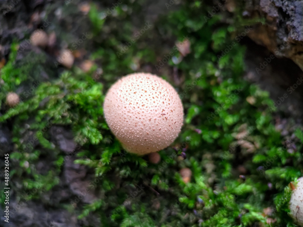 Fungus Apioperdon pyriforme growing on a tree among moss extreme close up Fungus Apioperdon pyriforme growing on a tree among moss extreme close up